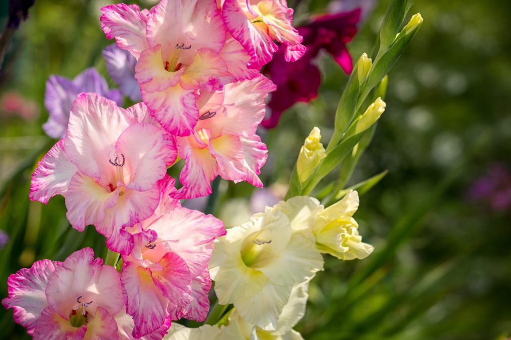 グラジオラスはどんな花が咲く?