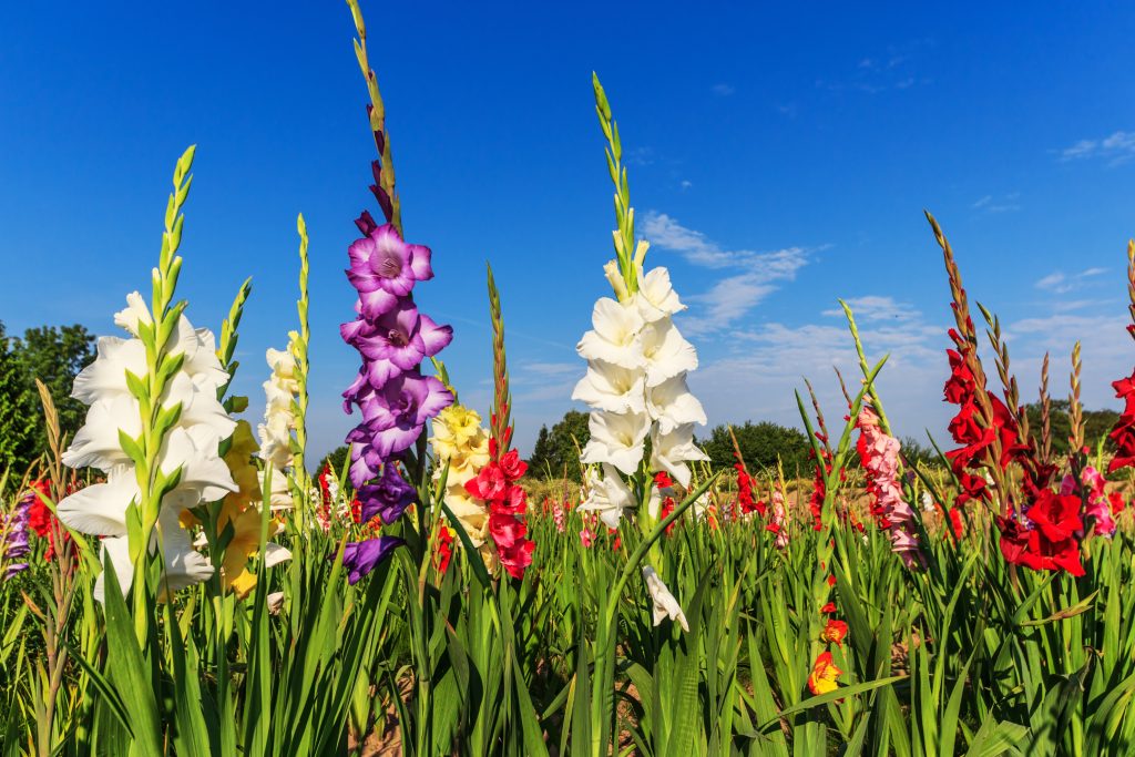 グラジオラスの開花時期
