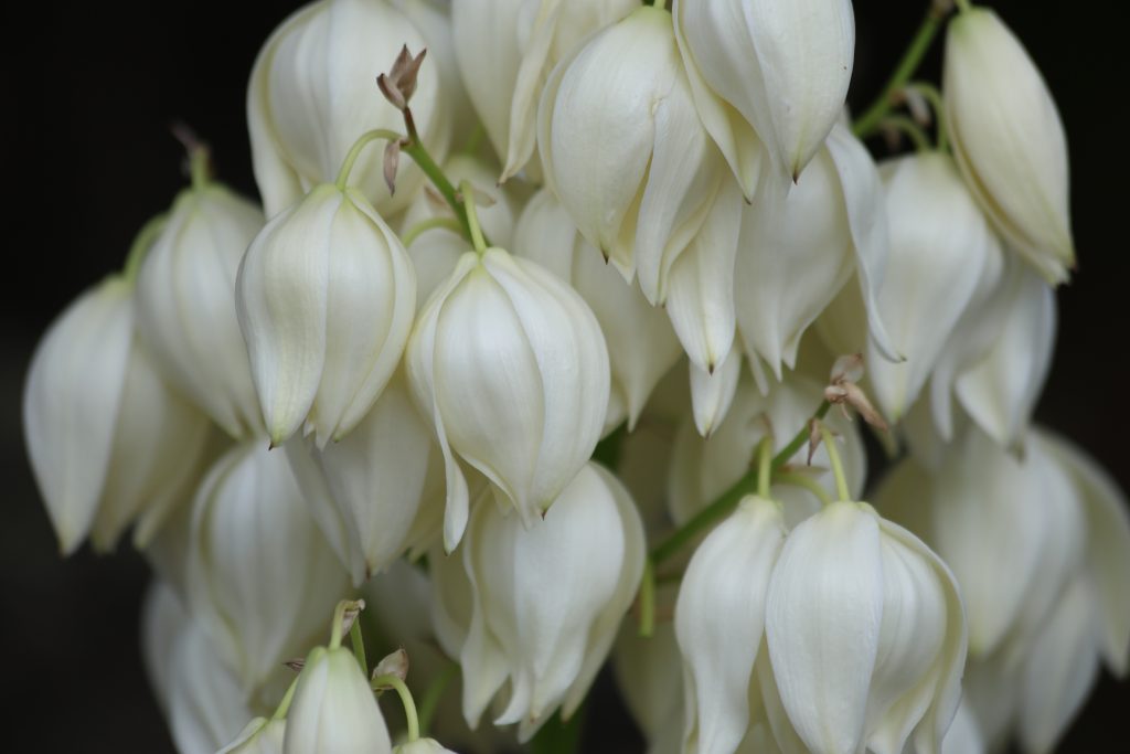 ユッカ グロリオサはどんな花が咲く?