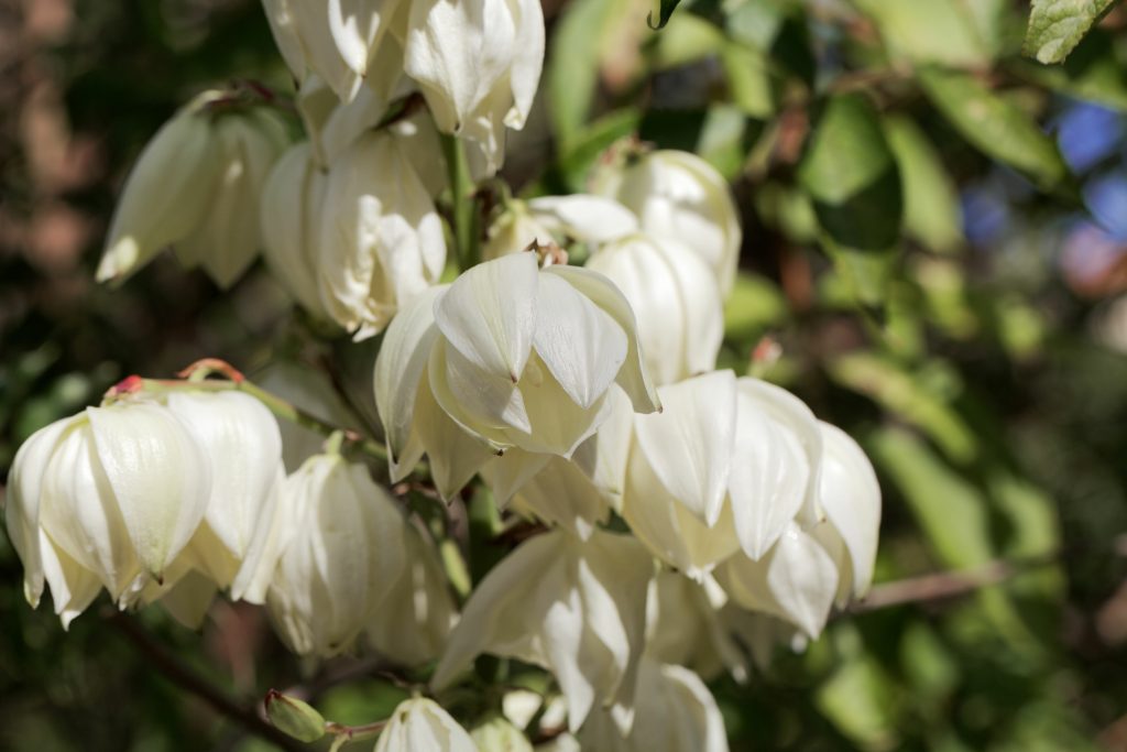 ユッカ グロリオサの開花時期