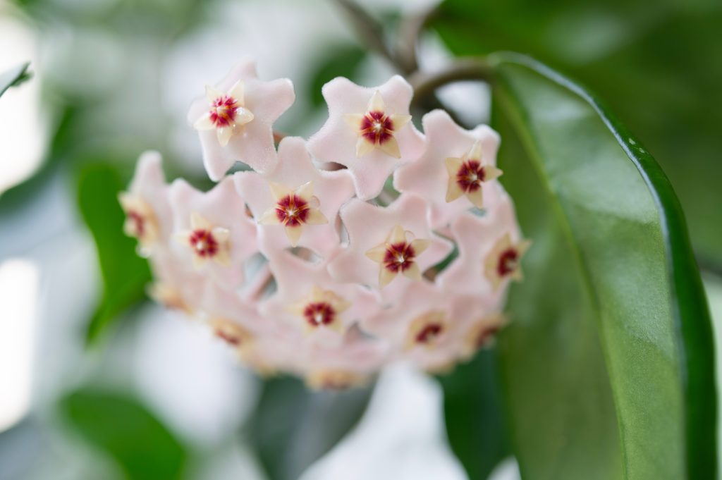 ホヤはどんな花が咲く?
