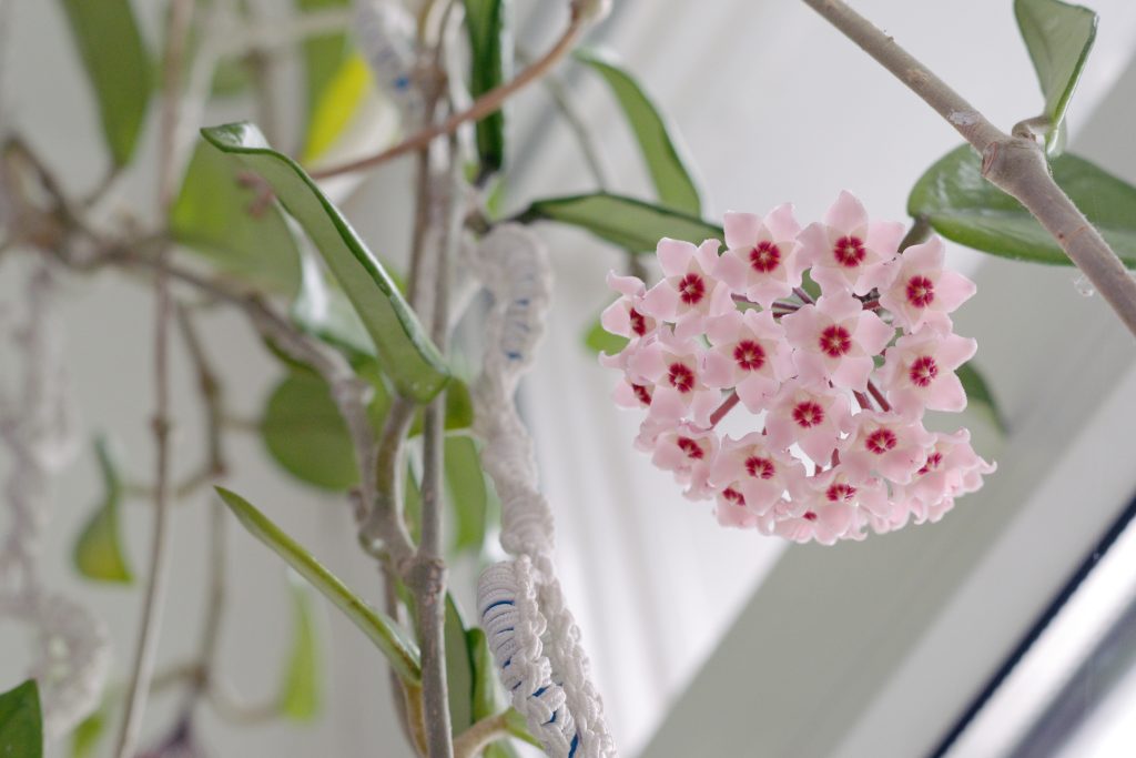 ホヤの開花時期