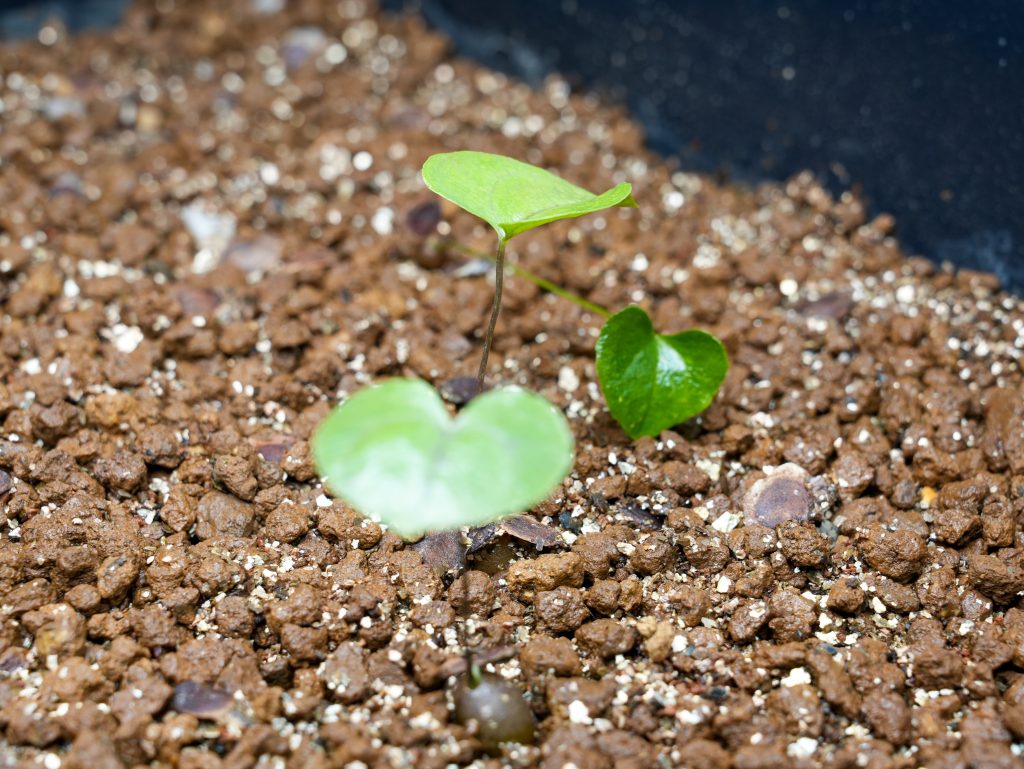 発芽したら通常どおり水やりする