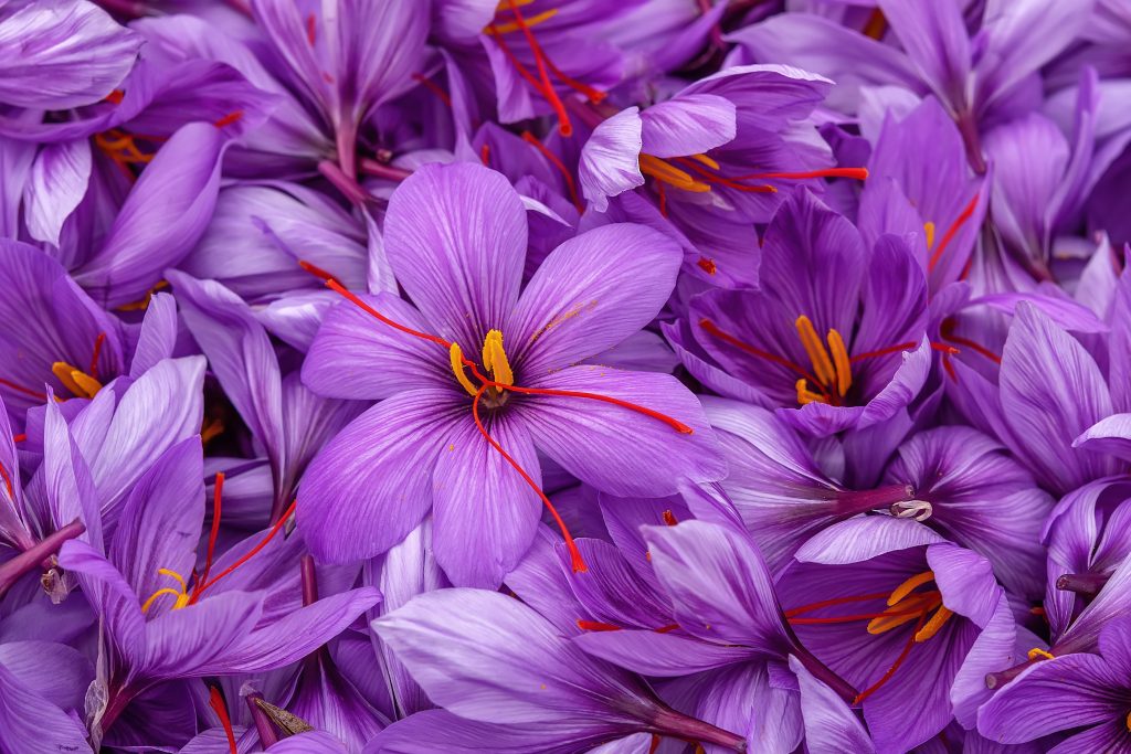 サフランはどんな花が咲く?