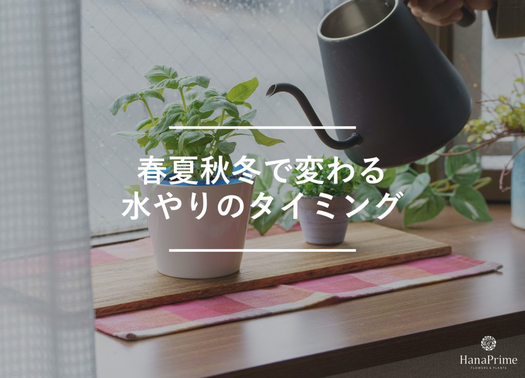 季節別|観葉植物の水やりの頻度