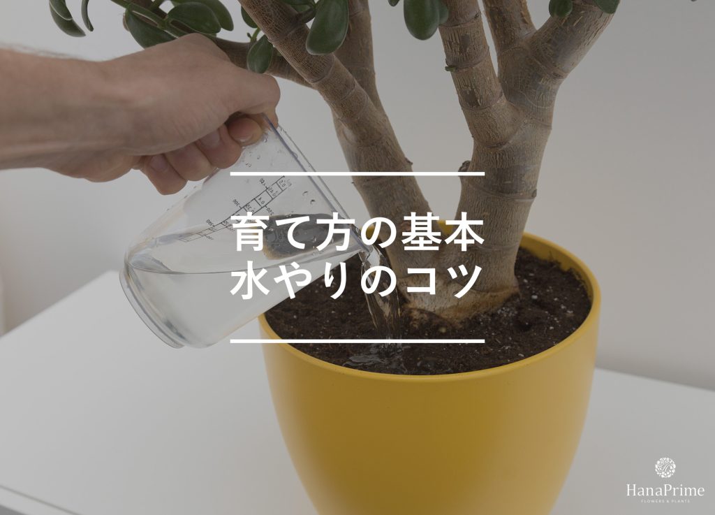 観葉植物の水やり5つのコツ