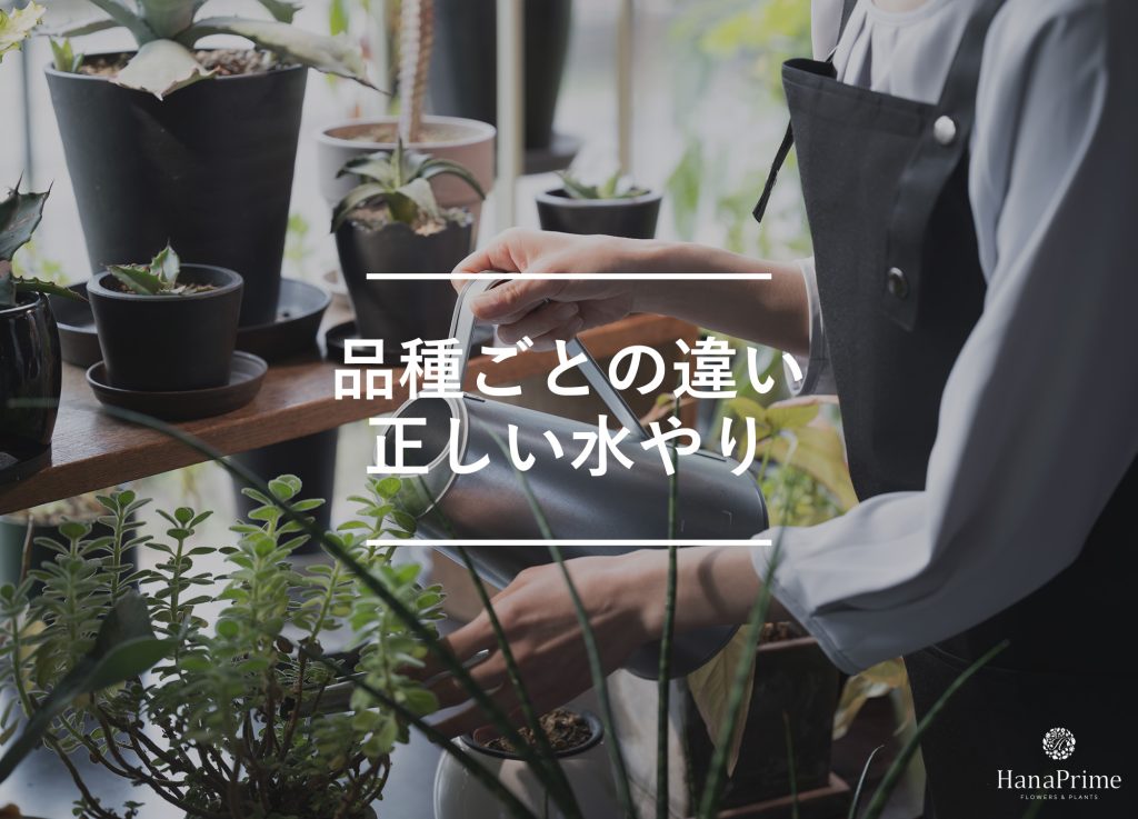 品種別の水やり頻度と注意点