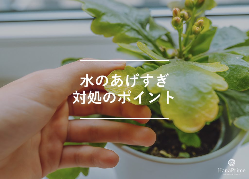 水を与えすぎてしまったらどうする?
