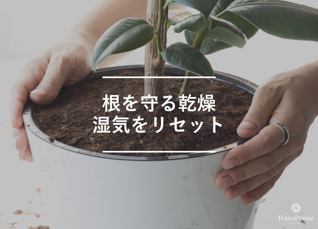 根鉢をしっかりと乾燥させる
