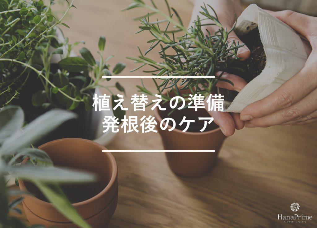 水挿しして新しい土に植え替える