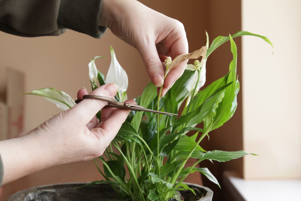 花が咲いた後の処理