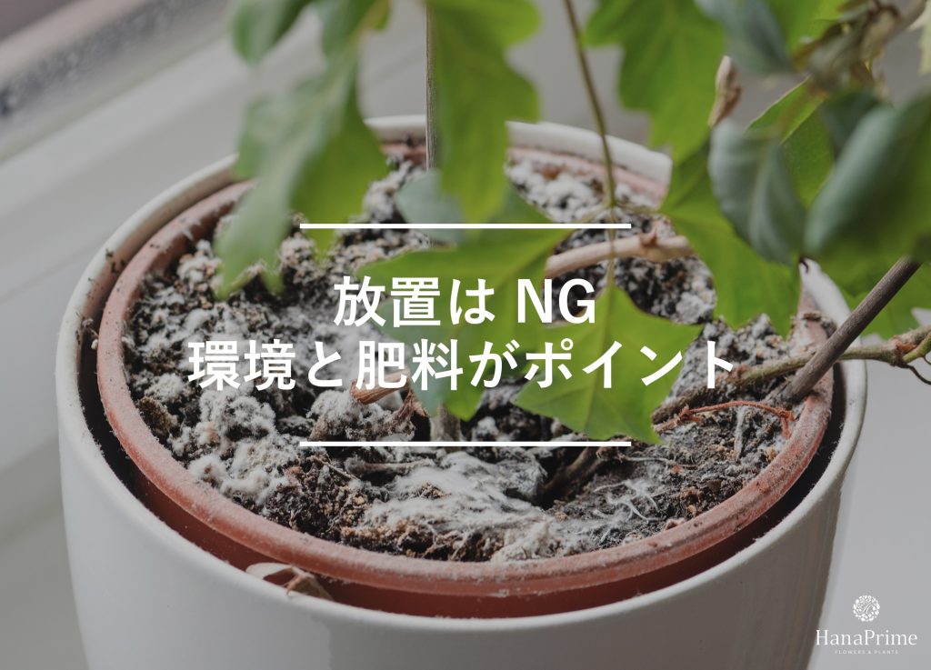土にカビが発生しやすくなる原因と対策