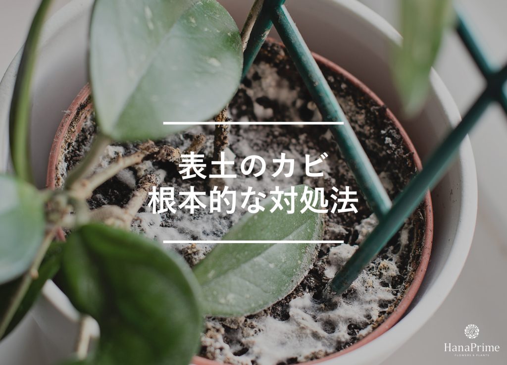 土表面にカビを見つけたらどうすればいい？