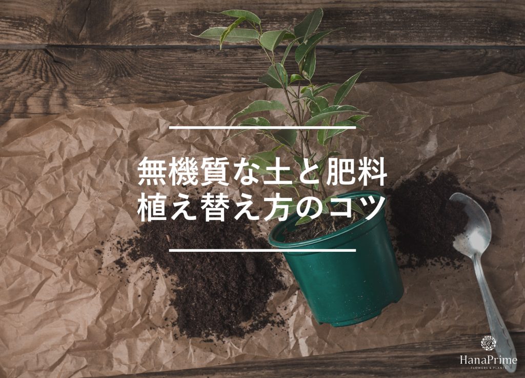 カビ予防になる植え替えのポイント
