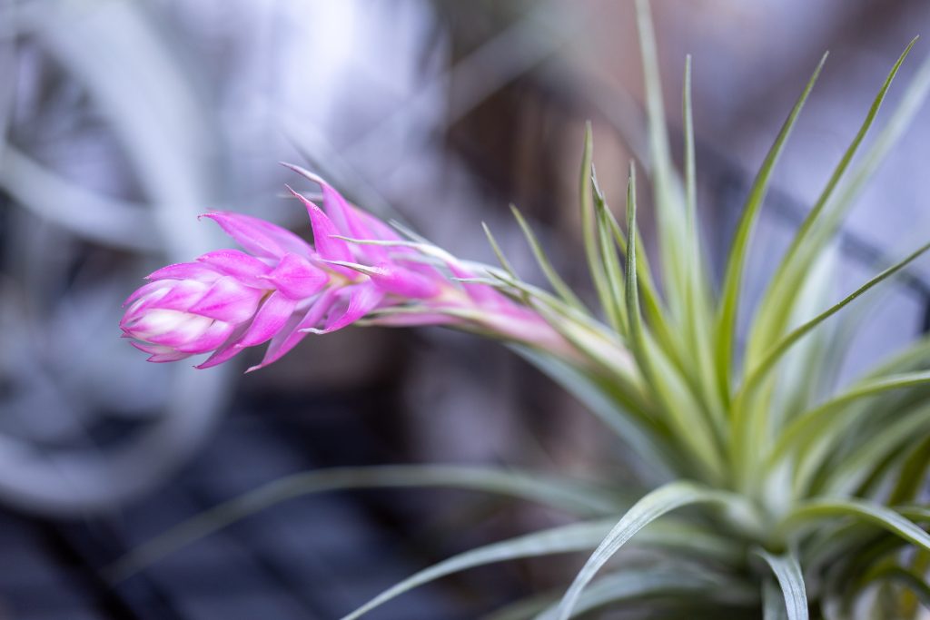 エアプランツの開花時期