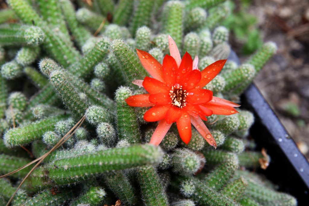 リプサリス ホリダはどんな花が咲く？