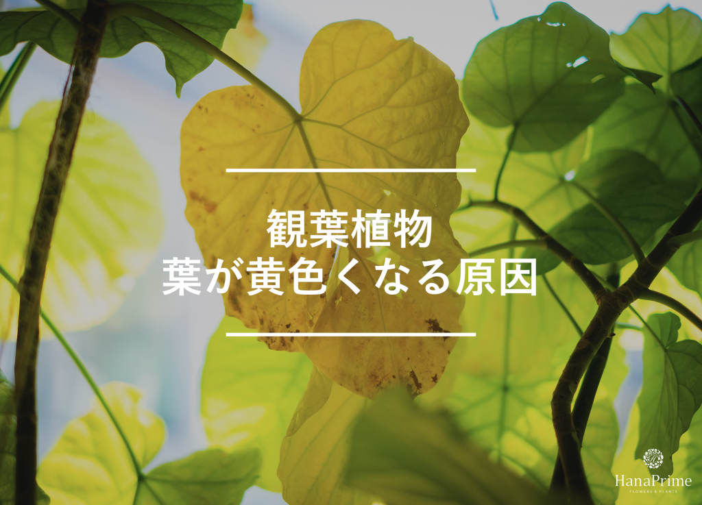 観葉植物の葉が黄色くなる10の原因