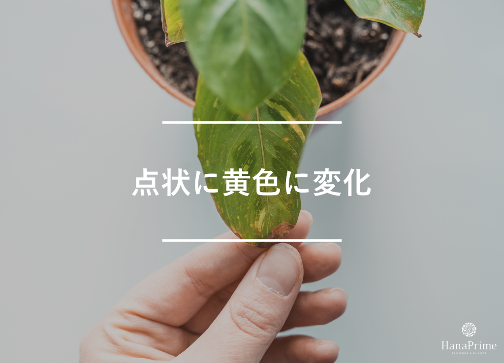斑点状に黄色くなっている