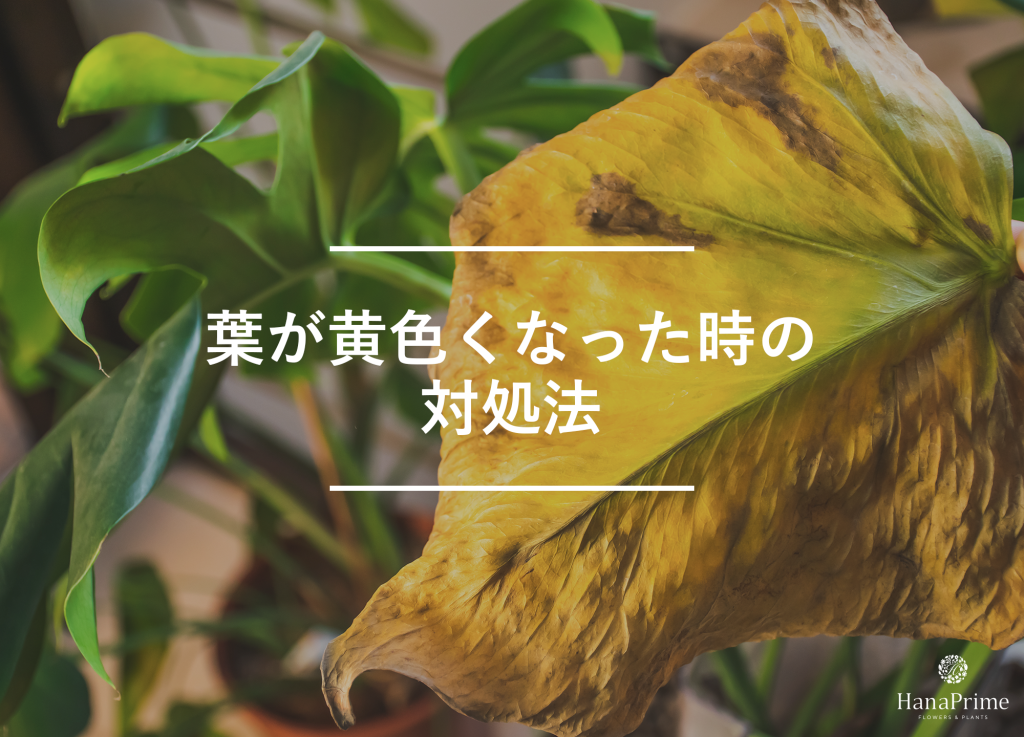 観葉植物の葉が黄色くなった時の対処法