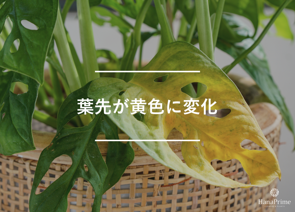 葉先が黄色くなっている