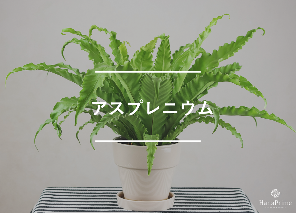 ⑨ アスプレニウム|日陰でも育てやすい
