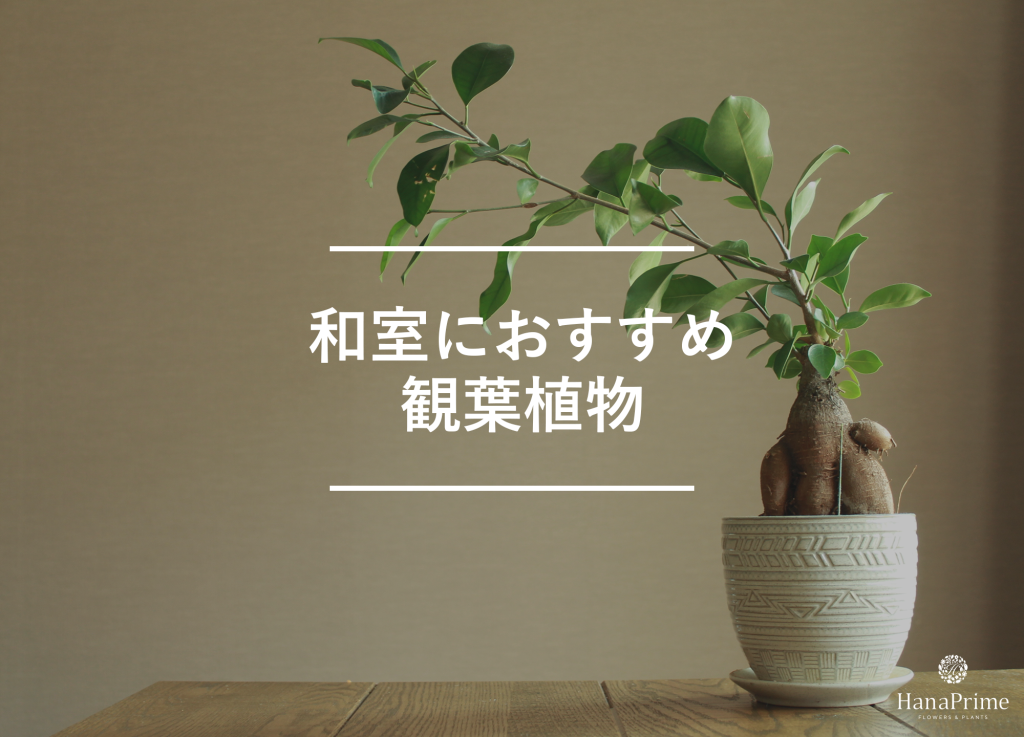 和室におすすめな観葉植物11選