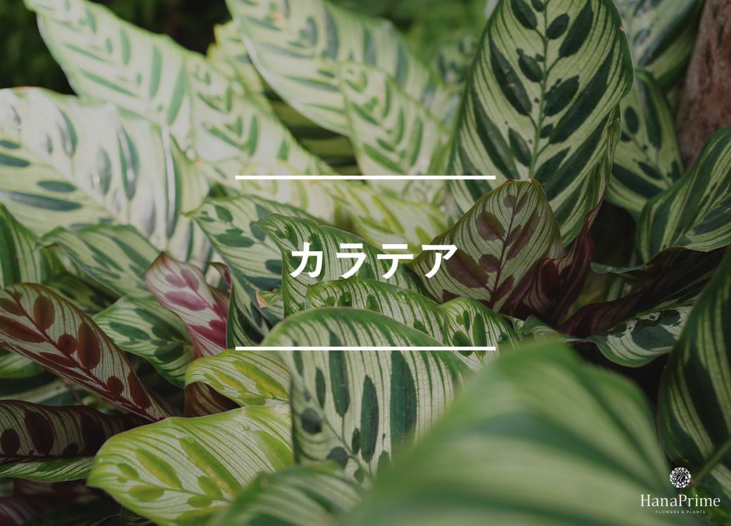 ⑤ カラテア|葉っぱの模様を楽しむ