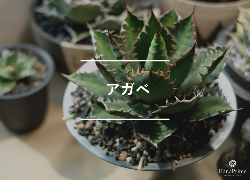 ⑦ アガベ|小さな鉢でも存在感◎