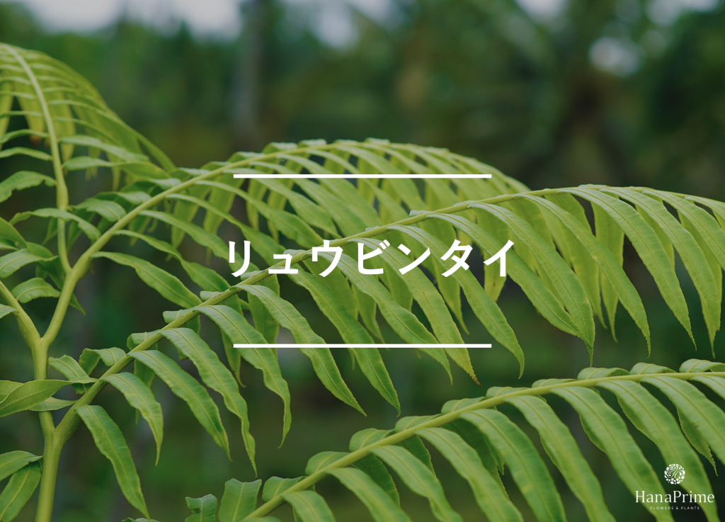 ⑧ リュウビンタイ|陶器鉢で盆栽風に
