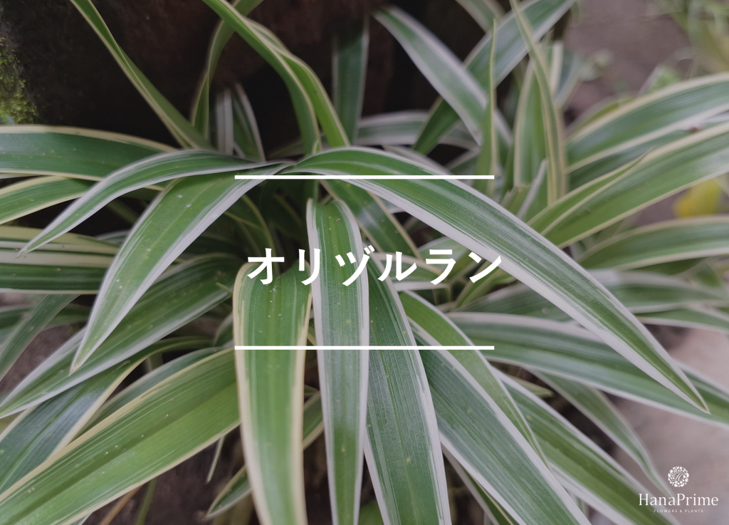 ⑩ オリヅルラン|かもいを使ったハンギングにも