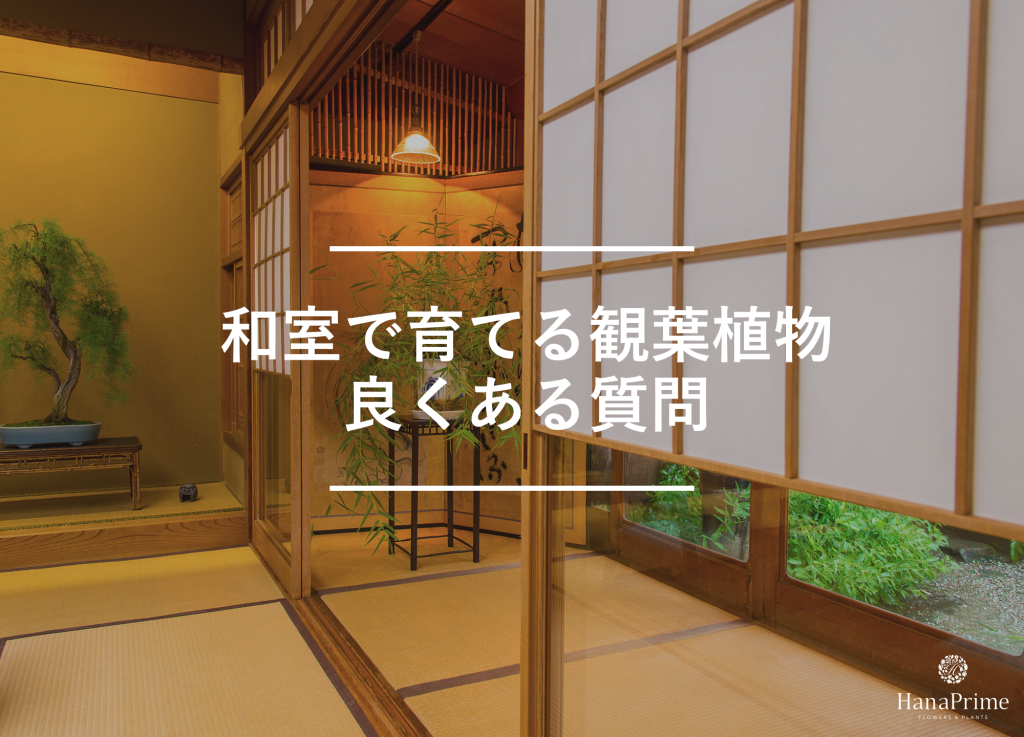 和室で観葉植物を育てる際の良くある質問