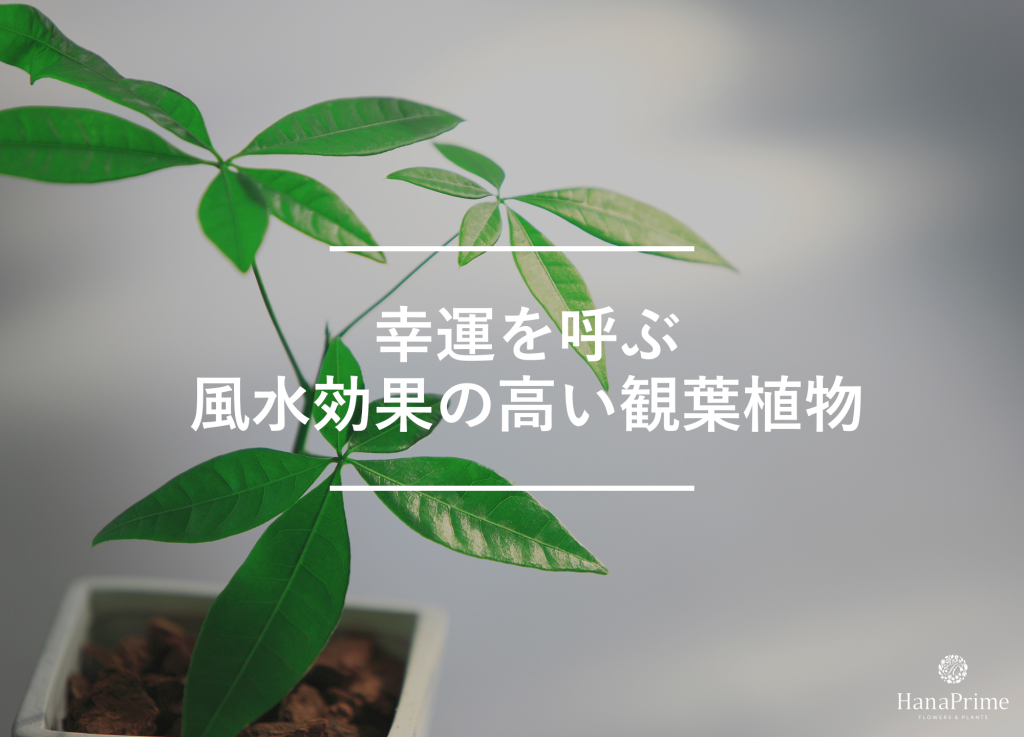観葉植物で幸運を呼ぼう|風水効果を上げるポイント