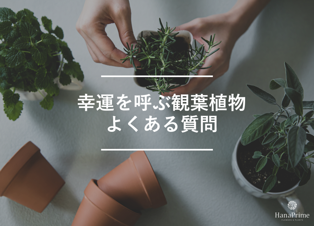 観葉植物と幸運に関するよくある質問