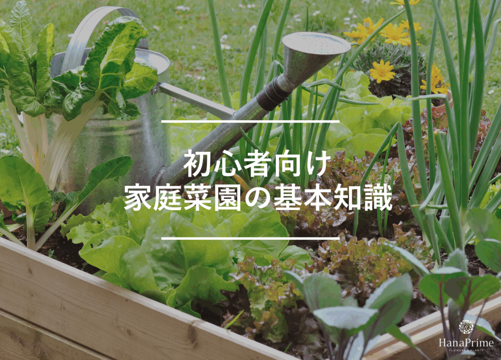 家庭菜園初心者が知っておくべき基本知識