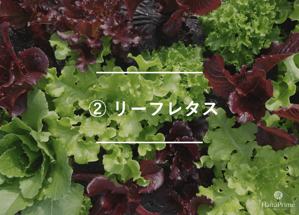 ② リーフレタス