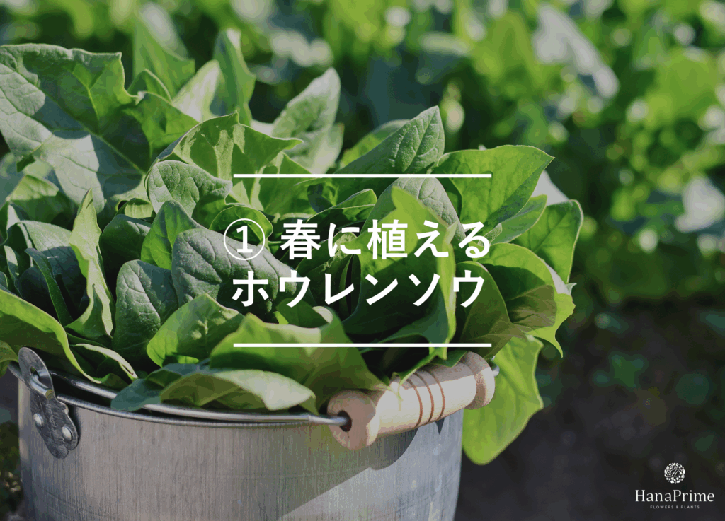 ① 春に植えるホウレンソウ