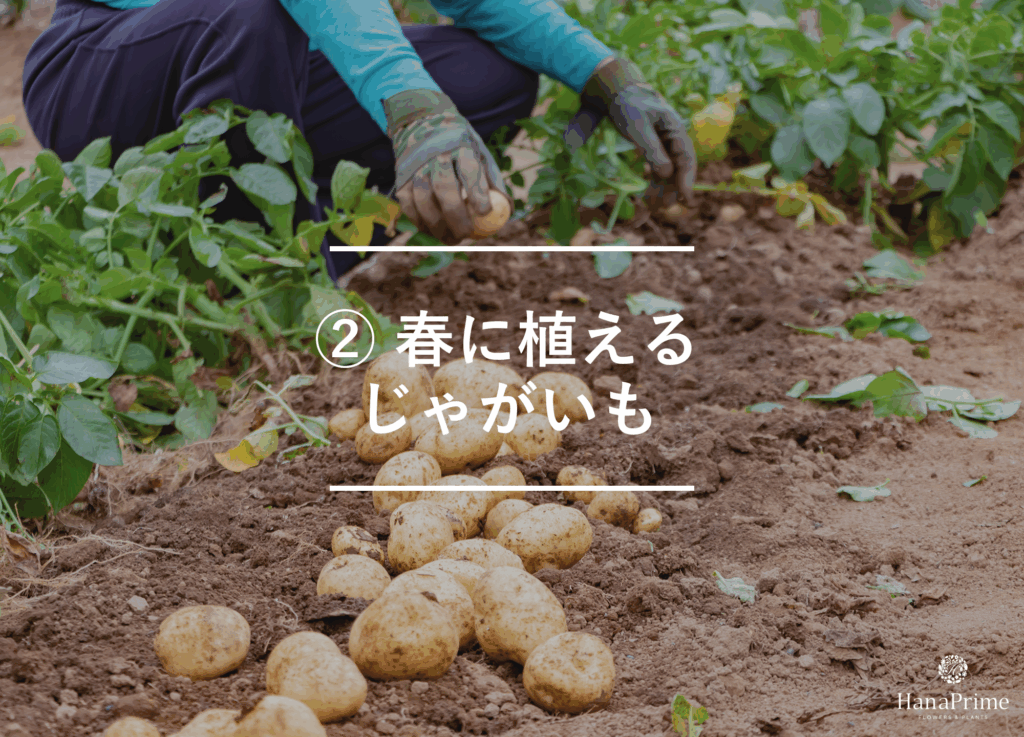 ② 春に植えるじゃがいも