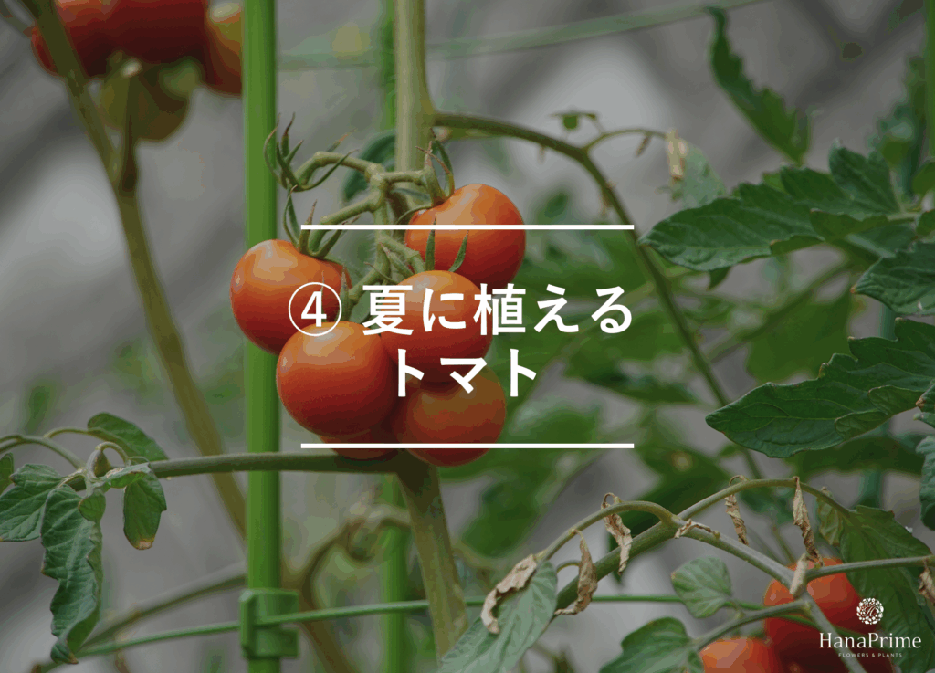 ④ 夏に植えるトマト