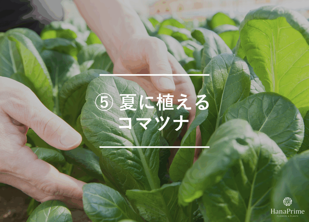 ⑤ 夏に植えるコマツナ
