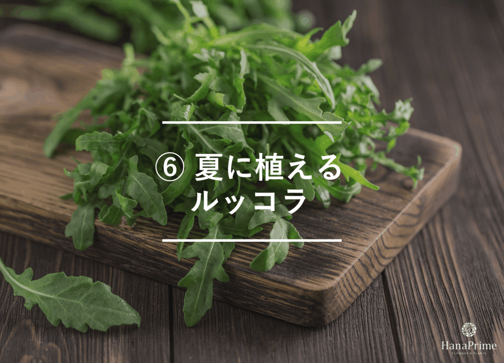 ⑥ 夏に植えるルッコラ