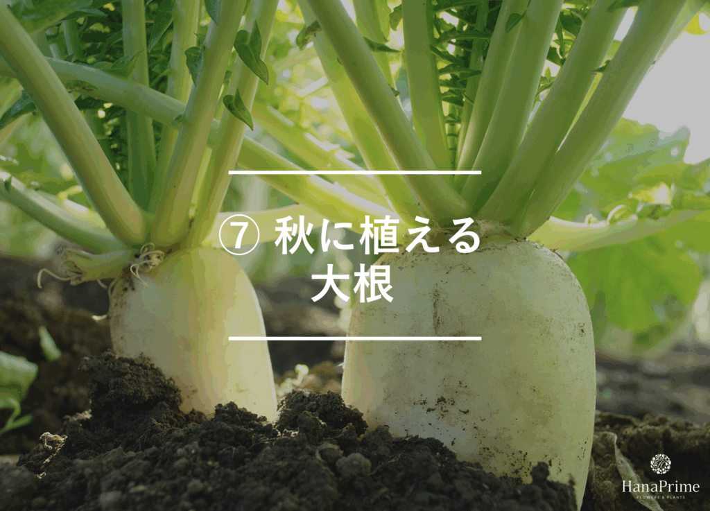 ⑦ 秋に植える大根
