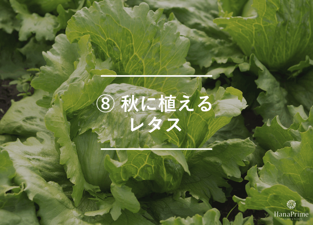 ⑧ 秋に植えるレタス