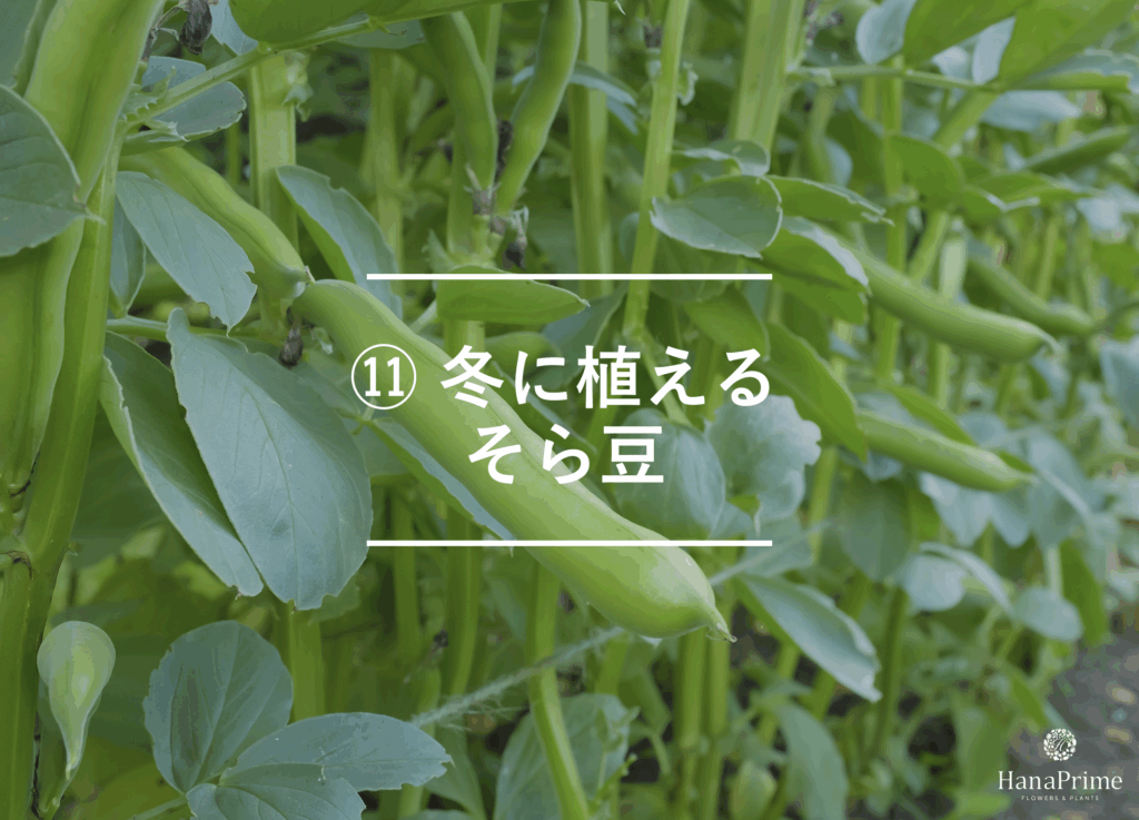 ⑪ 冬に植えるそら豆