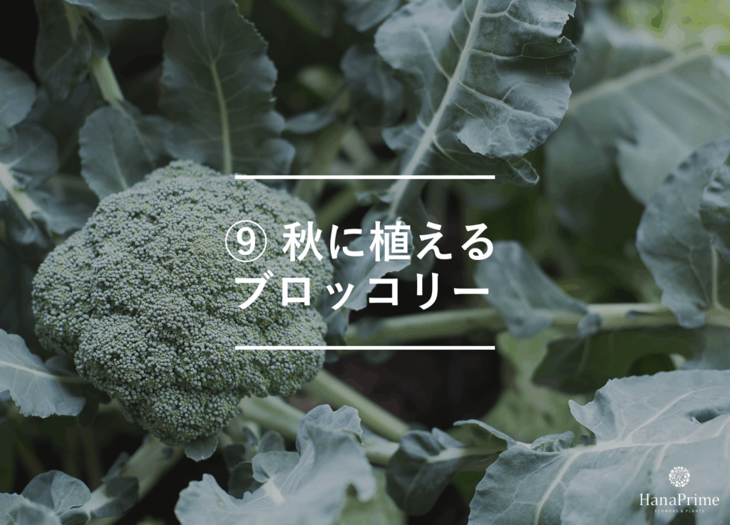 ⑨ 秋に植えるブロッコリー