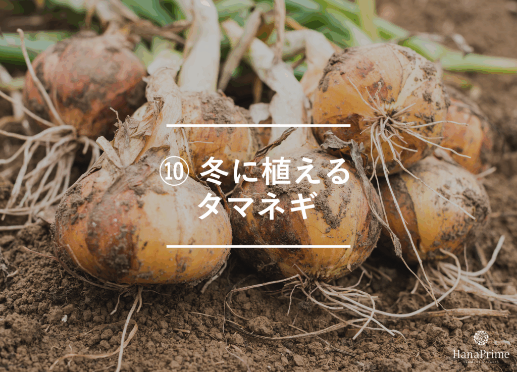 ⑩ 冬に植えるタマネギ