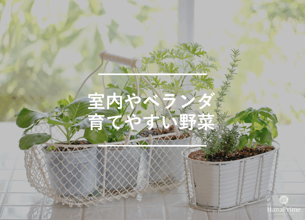 室内やベランダで育てやすい野菜3選