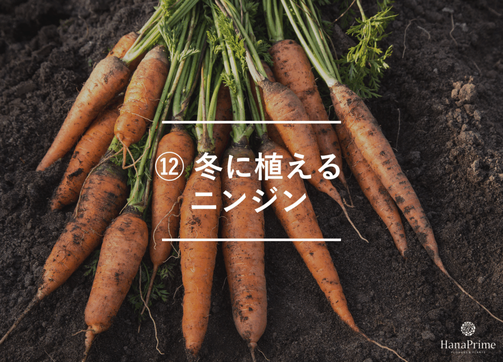 ⑫ 冬に植えるニンジン