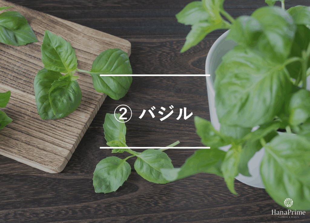 ② バジル