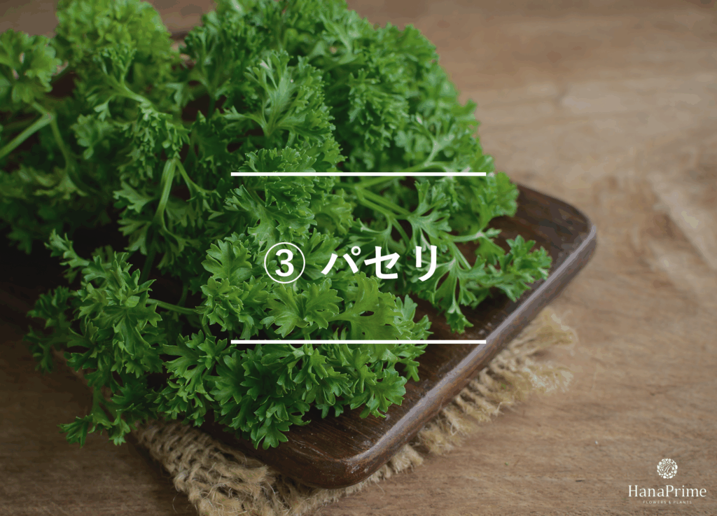 ③ パセリ