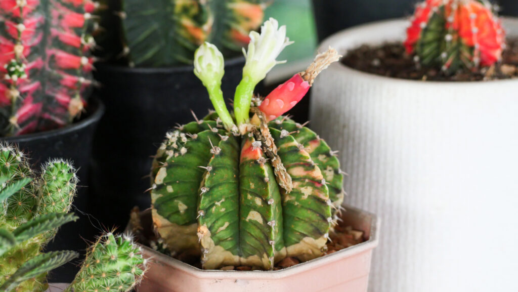 緋牡丹(ヒボタン)の開花時期